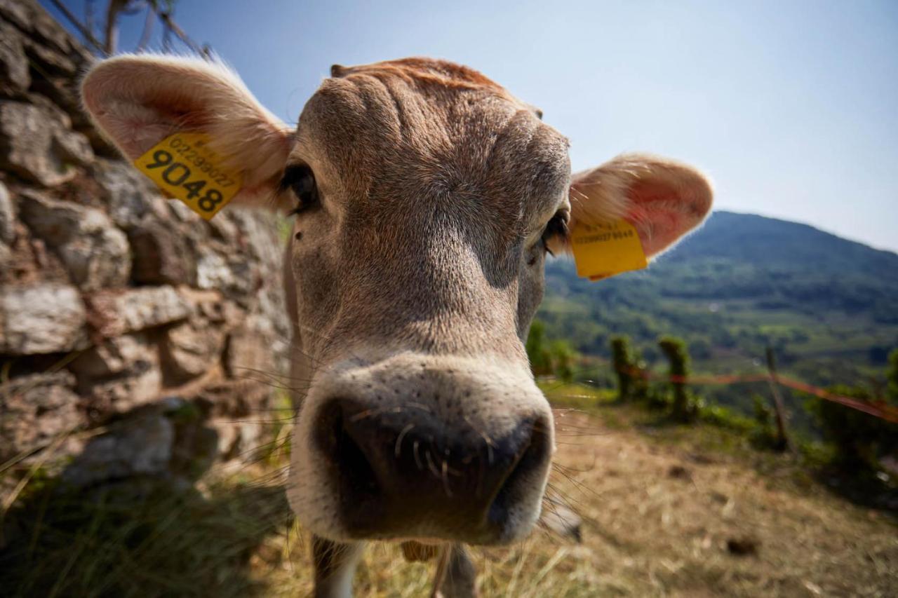 Le Terre Di Gu Βίλα Tenno Εξωτερικό φωτογραφία